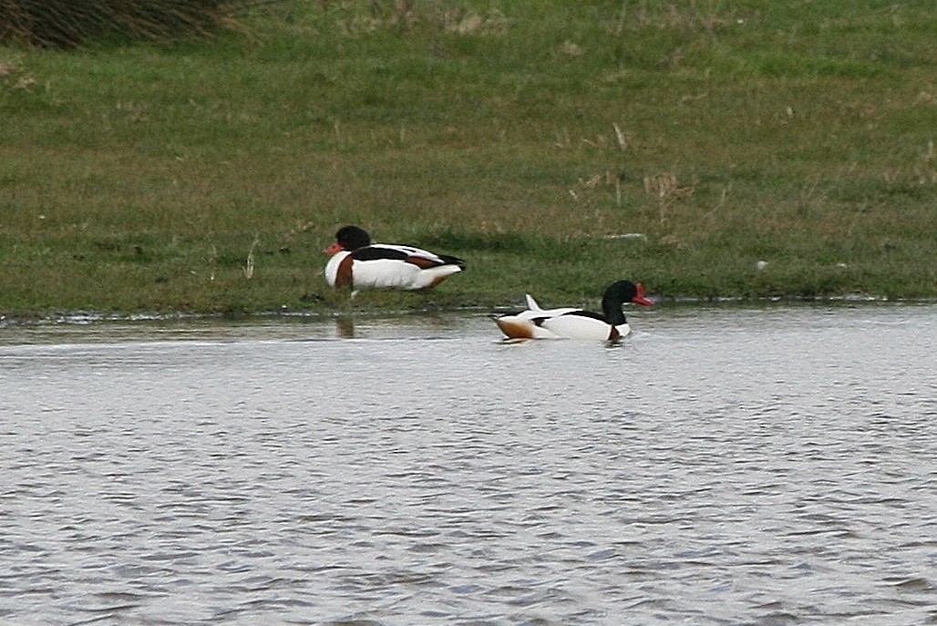 Brandgans - ML212633611