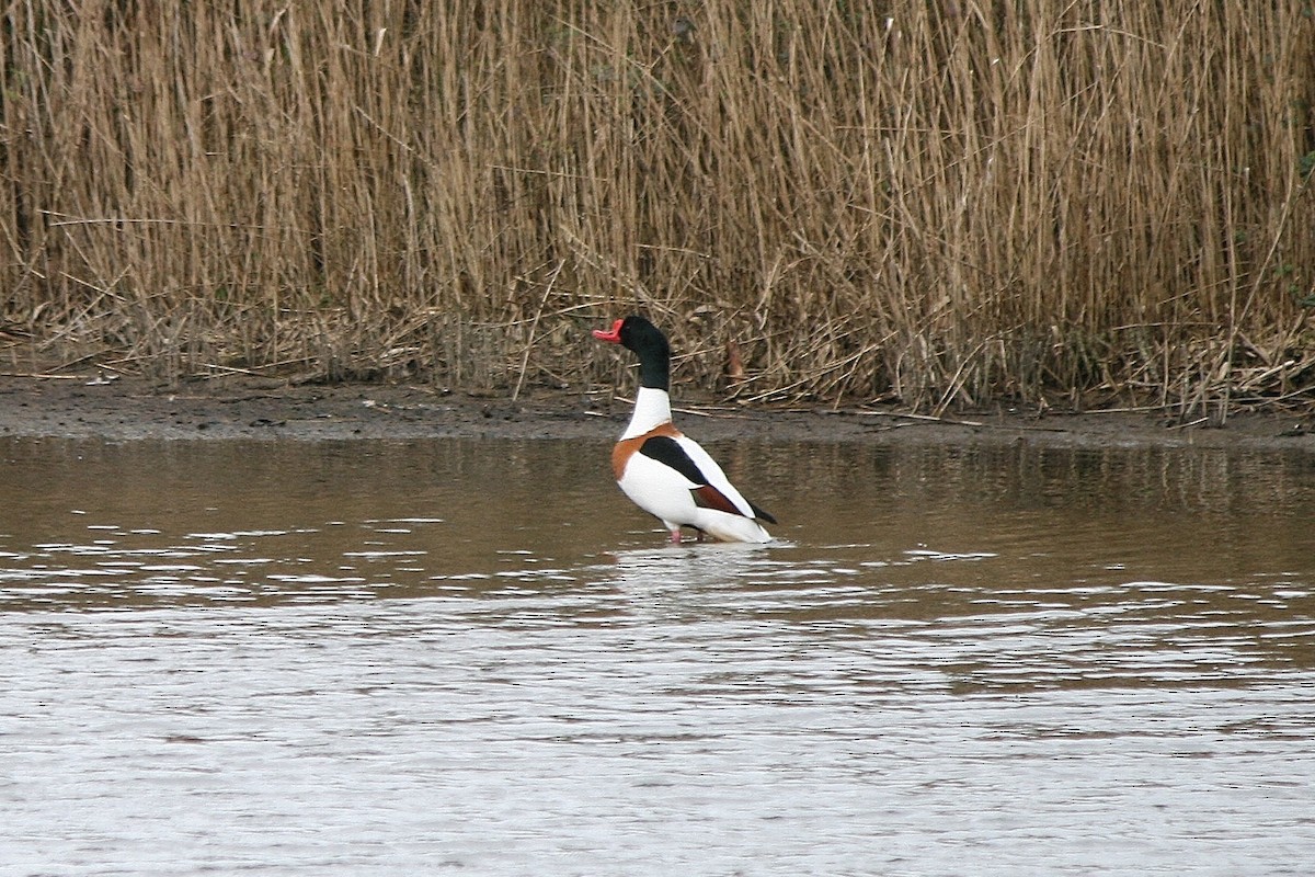 Brandgans - ML212633721