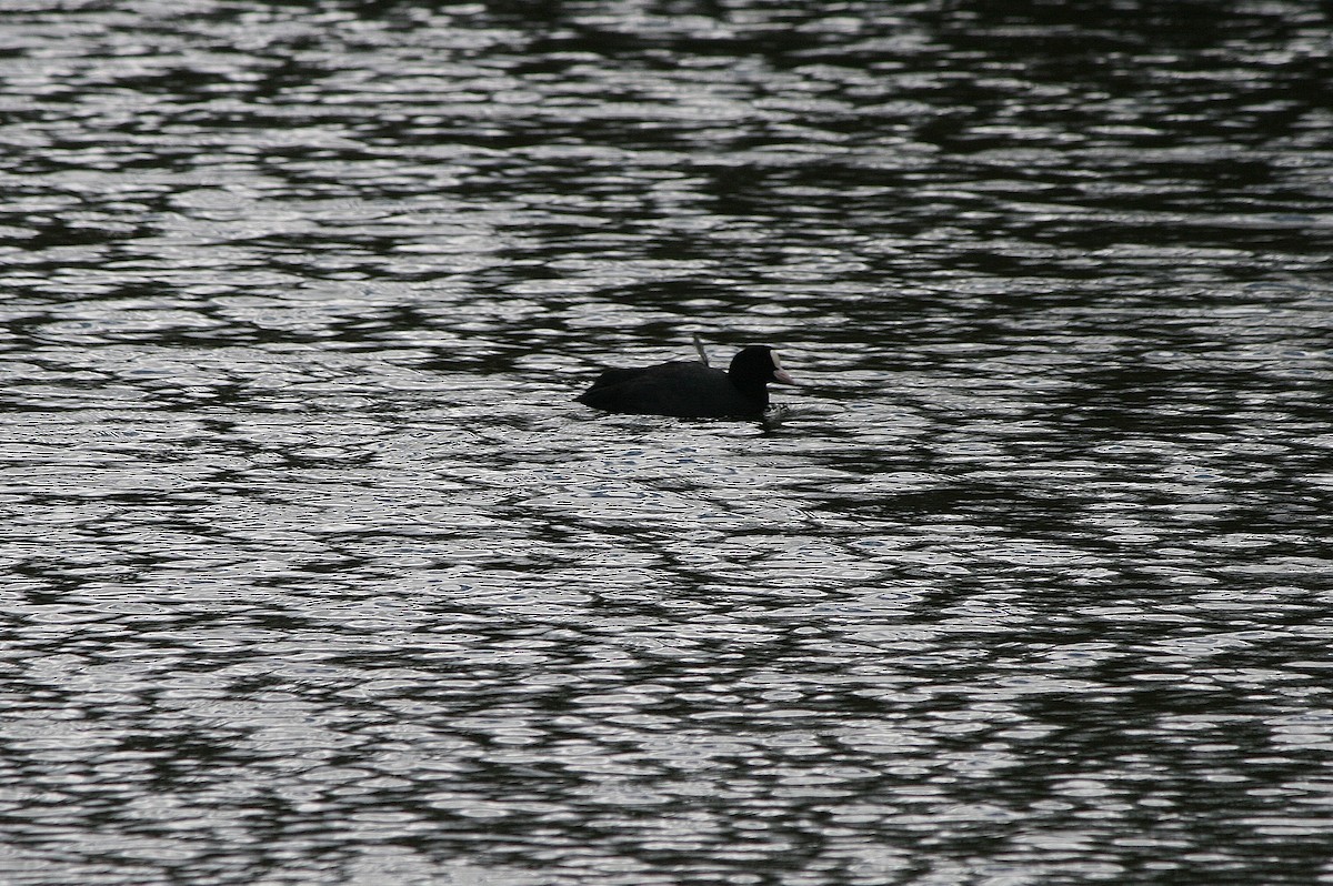 Blässhuhn - ML212633751