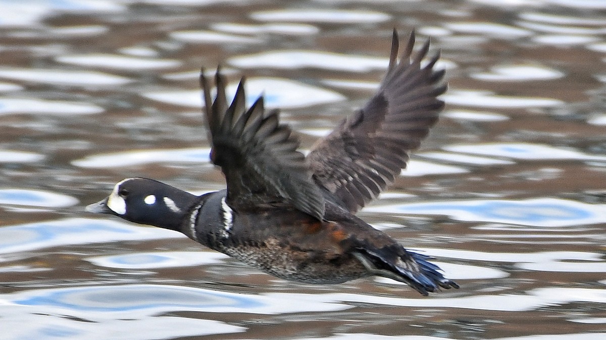 Harlequin Duck - ML212633781