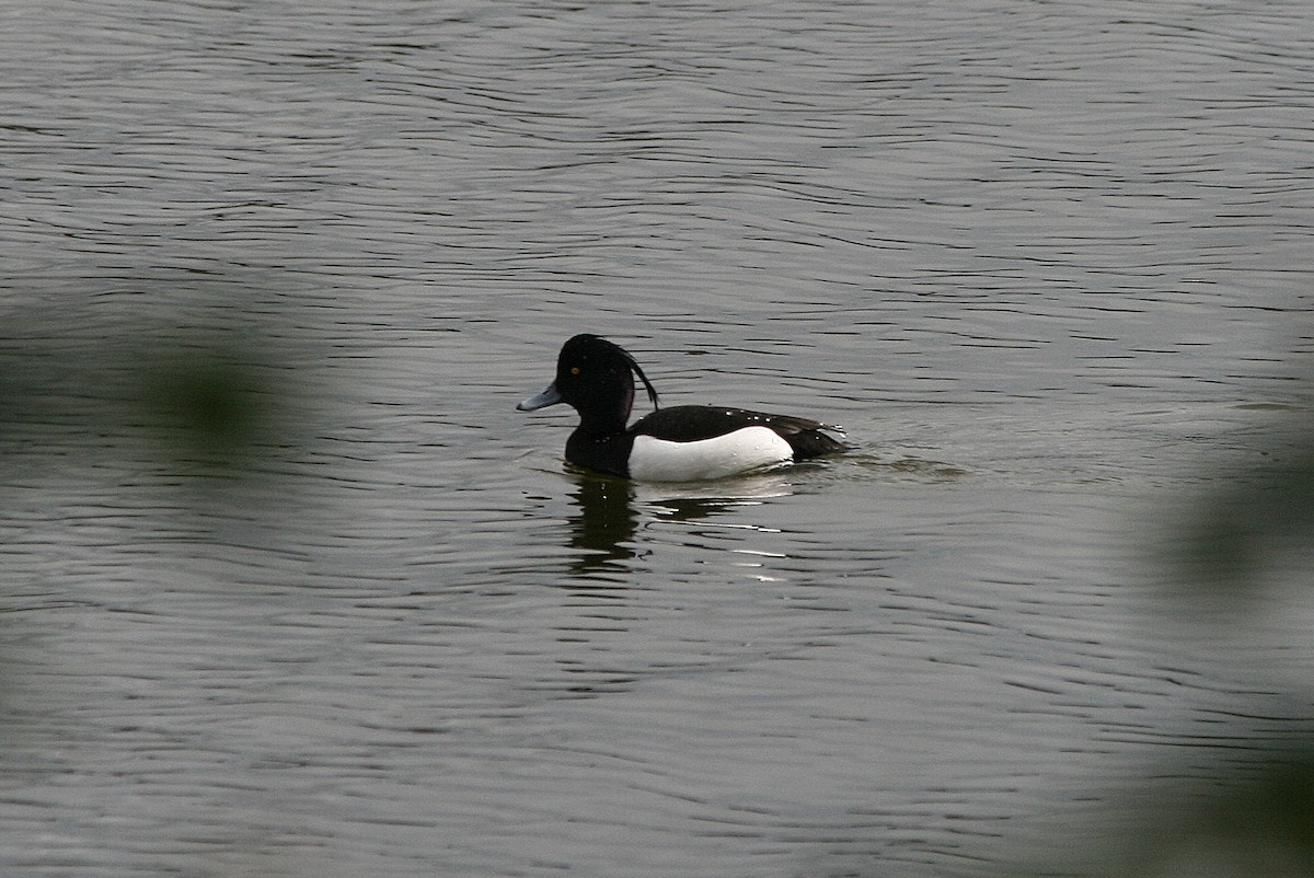 Reiherente - ML212633811