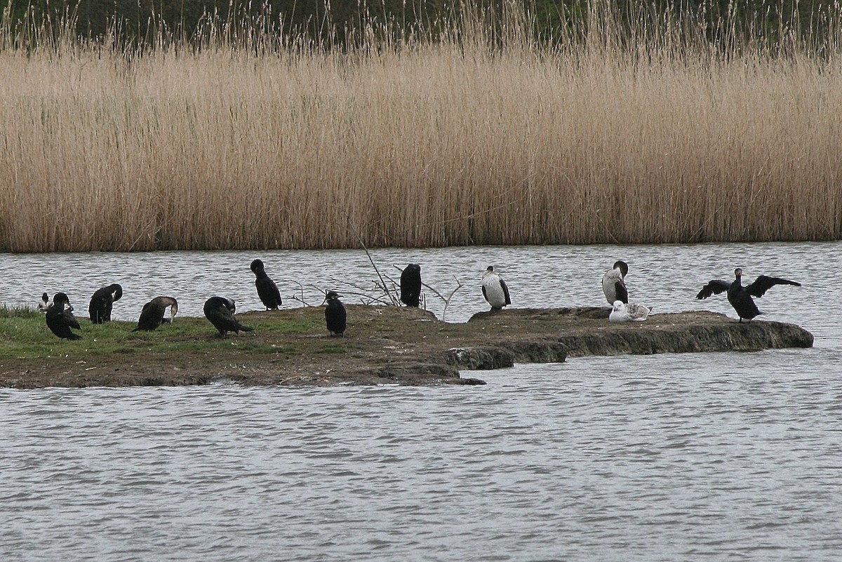 Kormoran - ML212633921