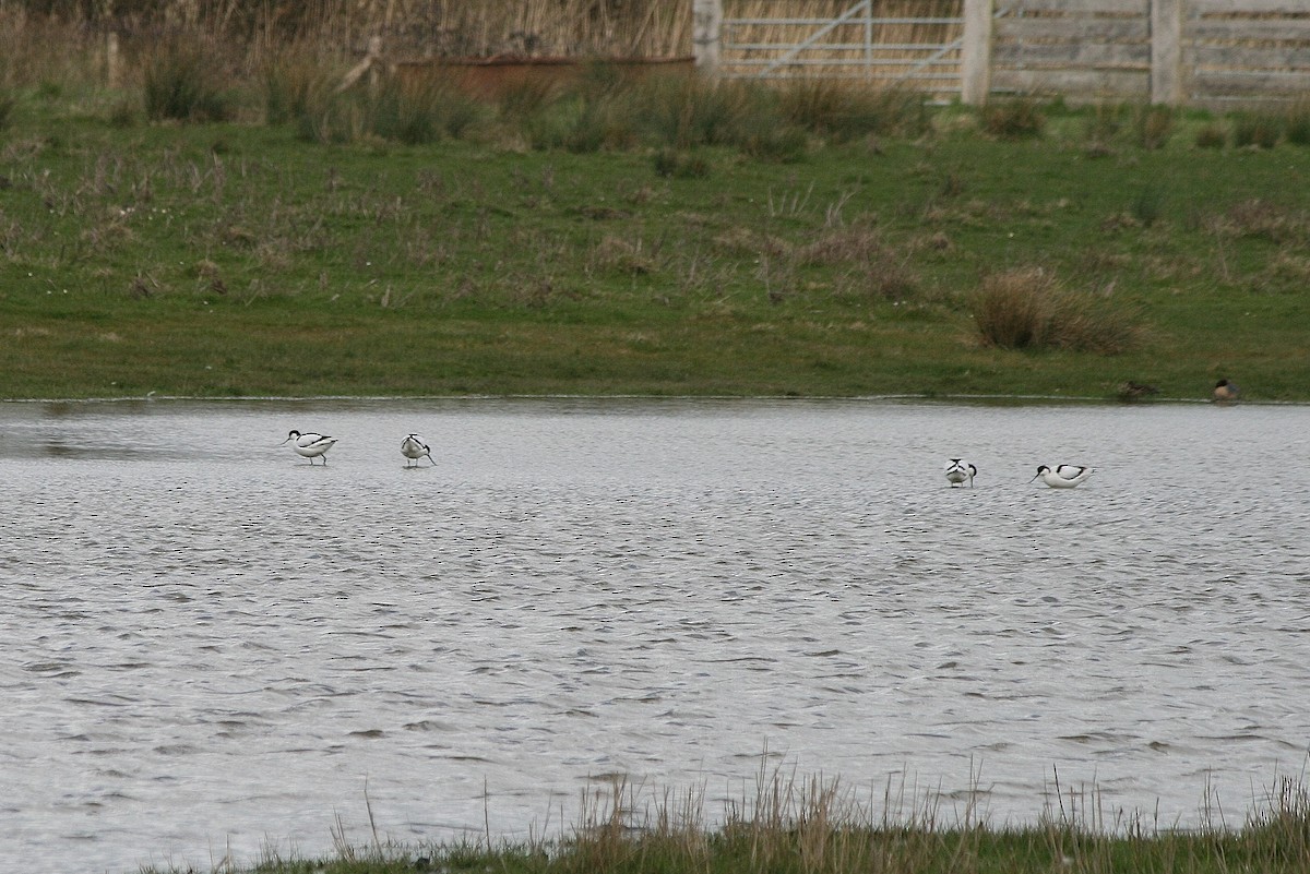 Säbelschnäbler - ML212634041