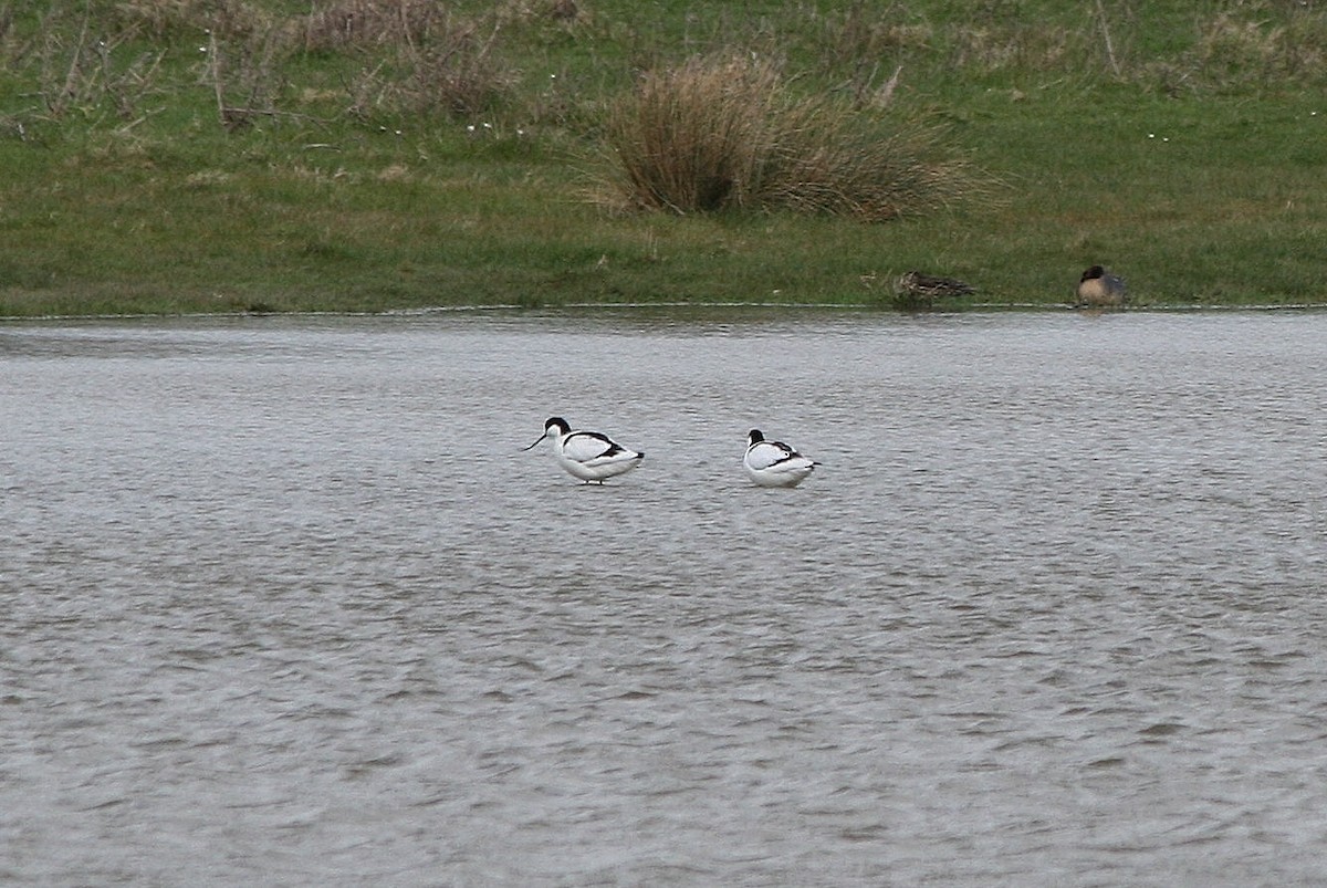 Säbelschnäbler - ML212634151