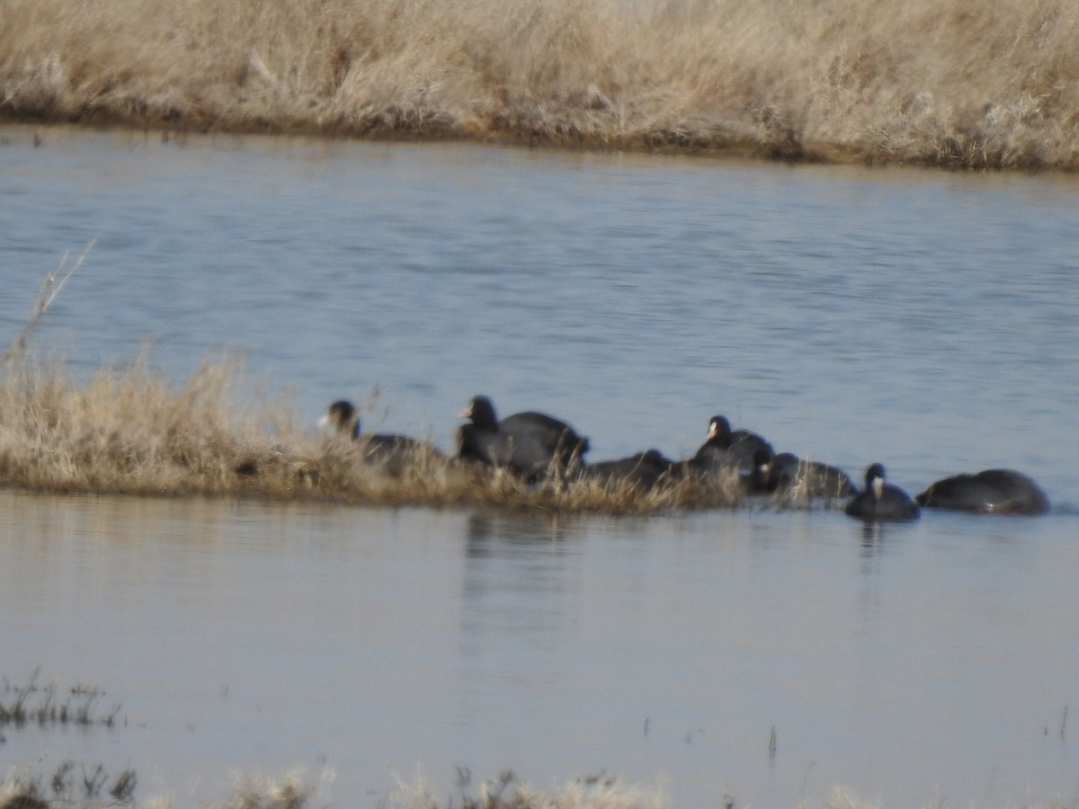 Eurasian Coot - ML212634161