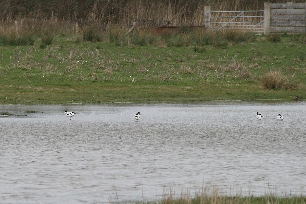 Säbelschnäbler - ML212634201