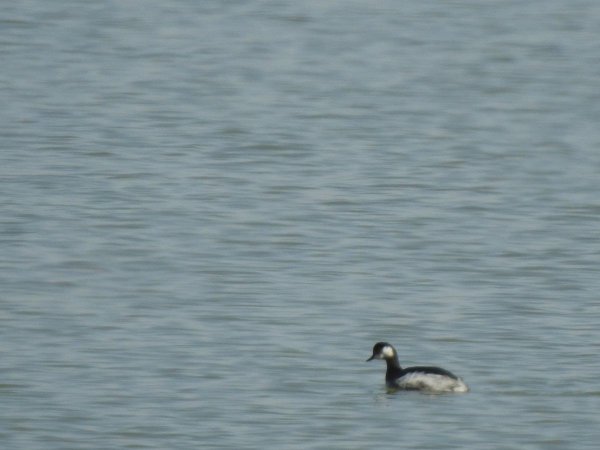 Eared Grebe - ML212634261