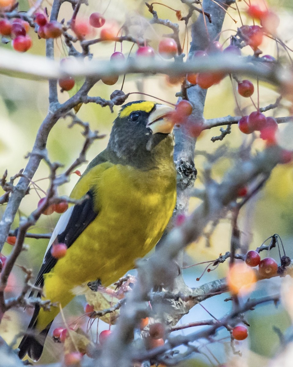 Evening Grosbeak - ML212634631