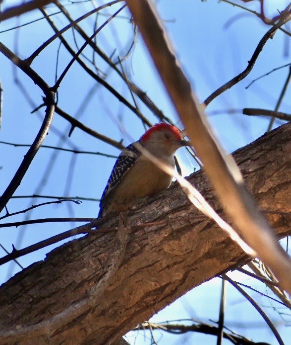 Гіла каролінська - ML212635351