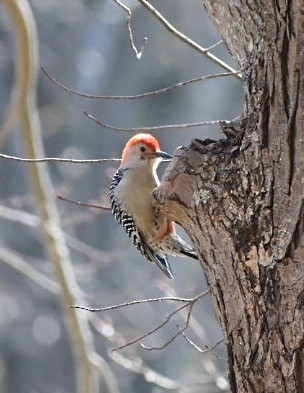 Гіла каролінська - ML212635361