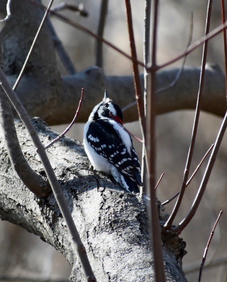 Дятел пухнастий - ML212635401