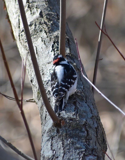 Дятел пухнастий - ML212635411