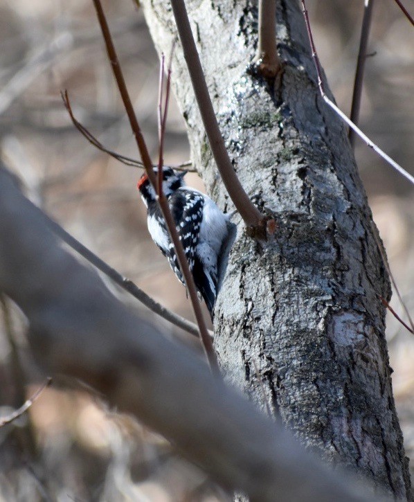 Дятел пухнастий - ML212635431