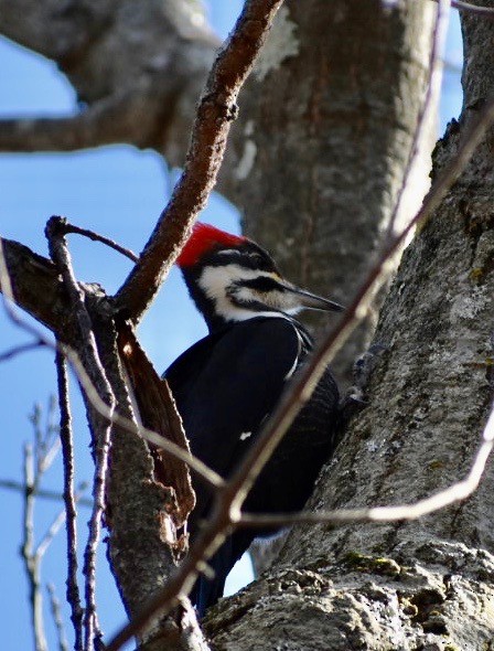 Жовна північна - ML212635501