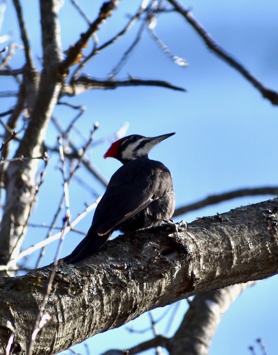 Жовна північна - ML212635571