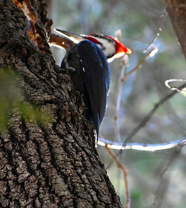 Жовна північна - ML212635601