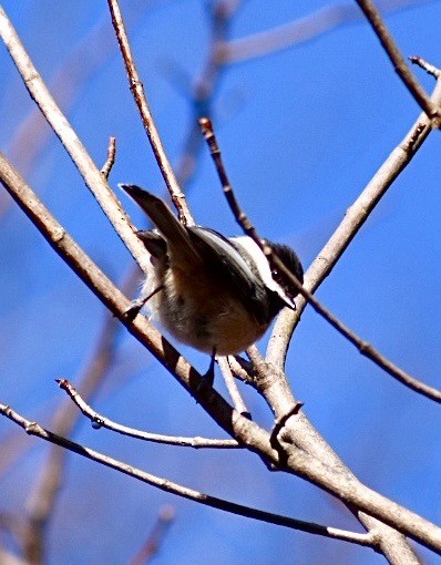 Гаїчка світлокрила - ML212635711