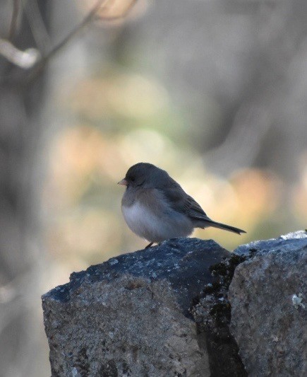 Юнко сірий - ML212635771