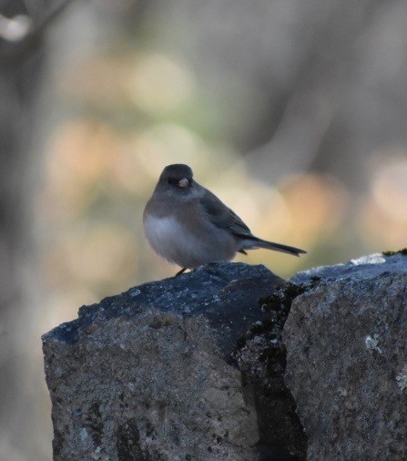 Юнко сірий - ML212635791