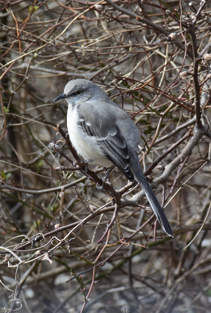 Northern Mockingbird - ML212636111