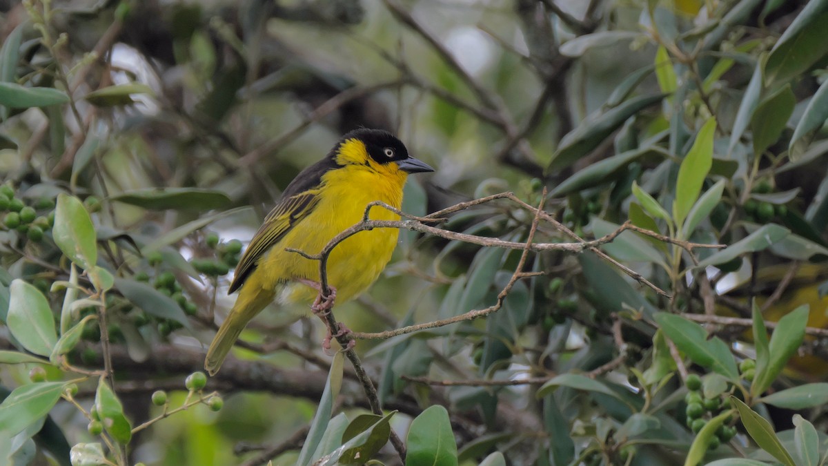 Baglafecht Weaver - ML212638631