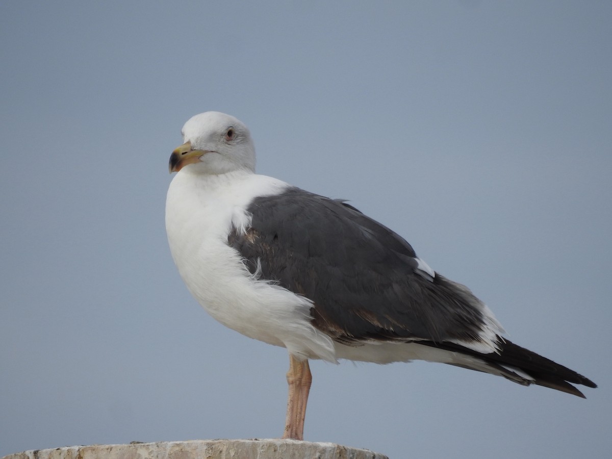 Western Gull - ML212640151