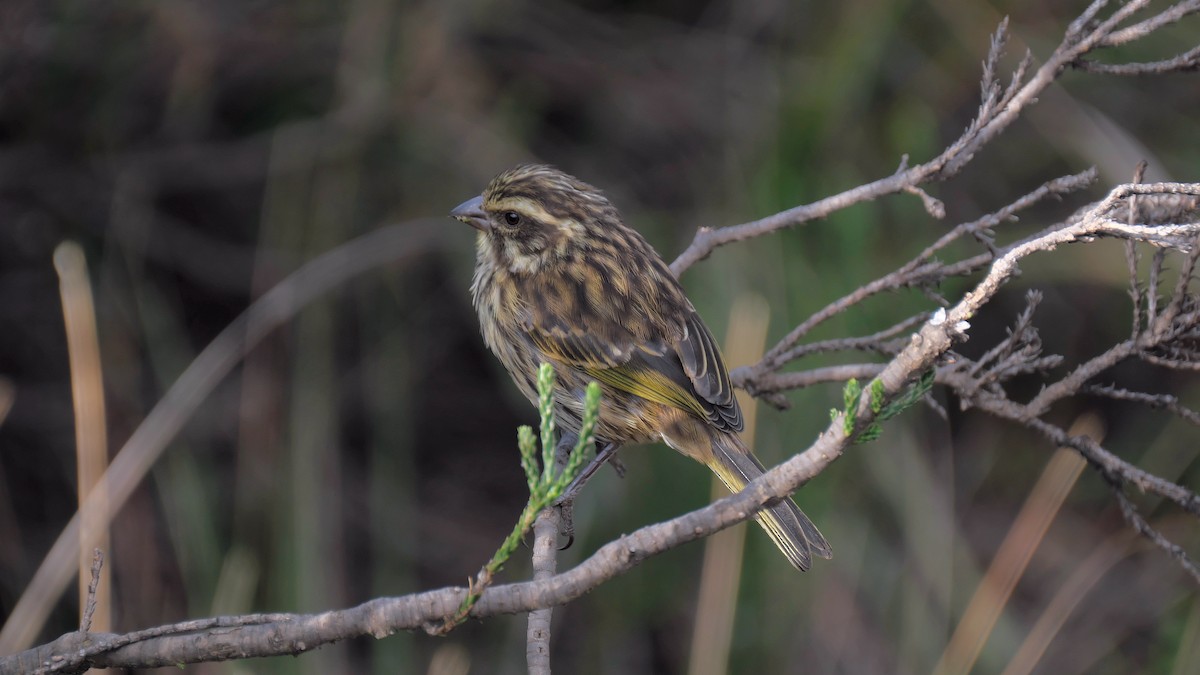 Streaky Seedeater - ML212640221