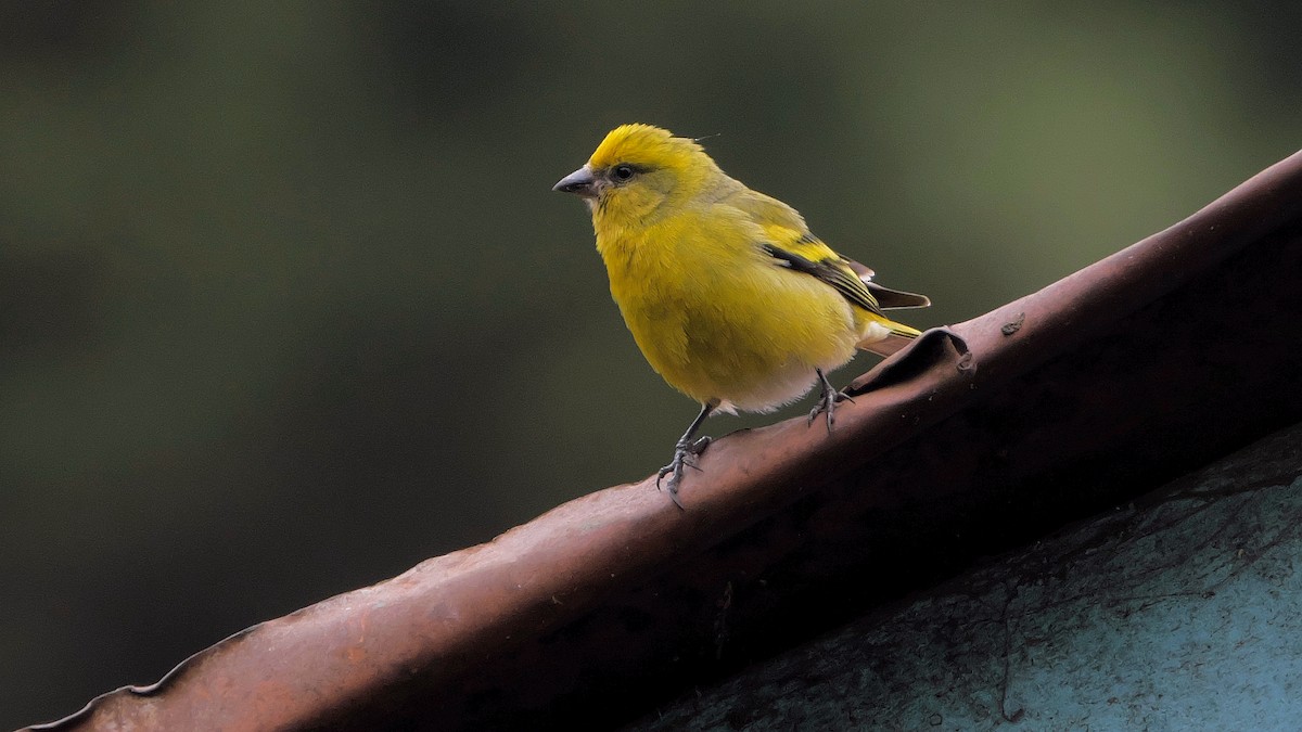 Yellow-crowned Canary - xiwen CHEN