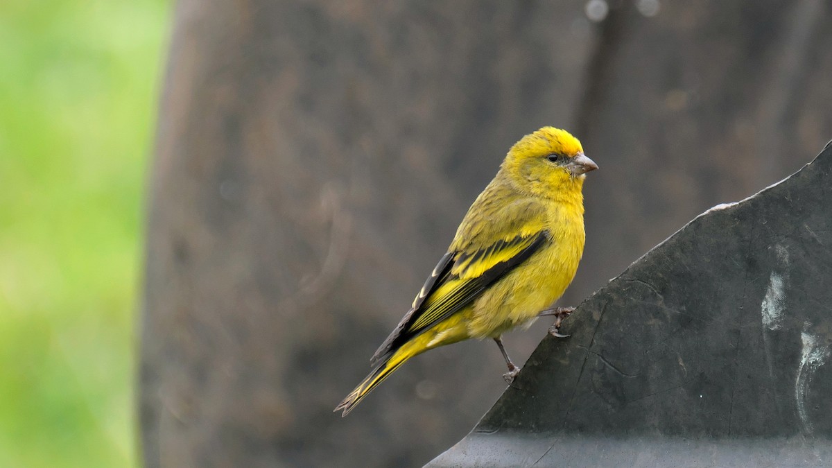 Yellow-crowned Canary - xiwen CHEN