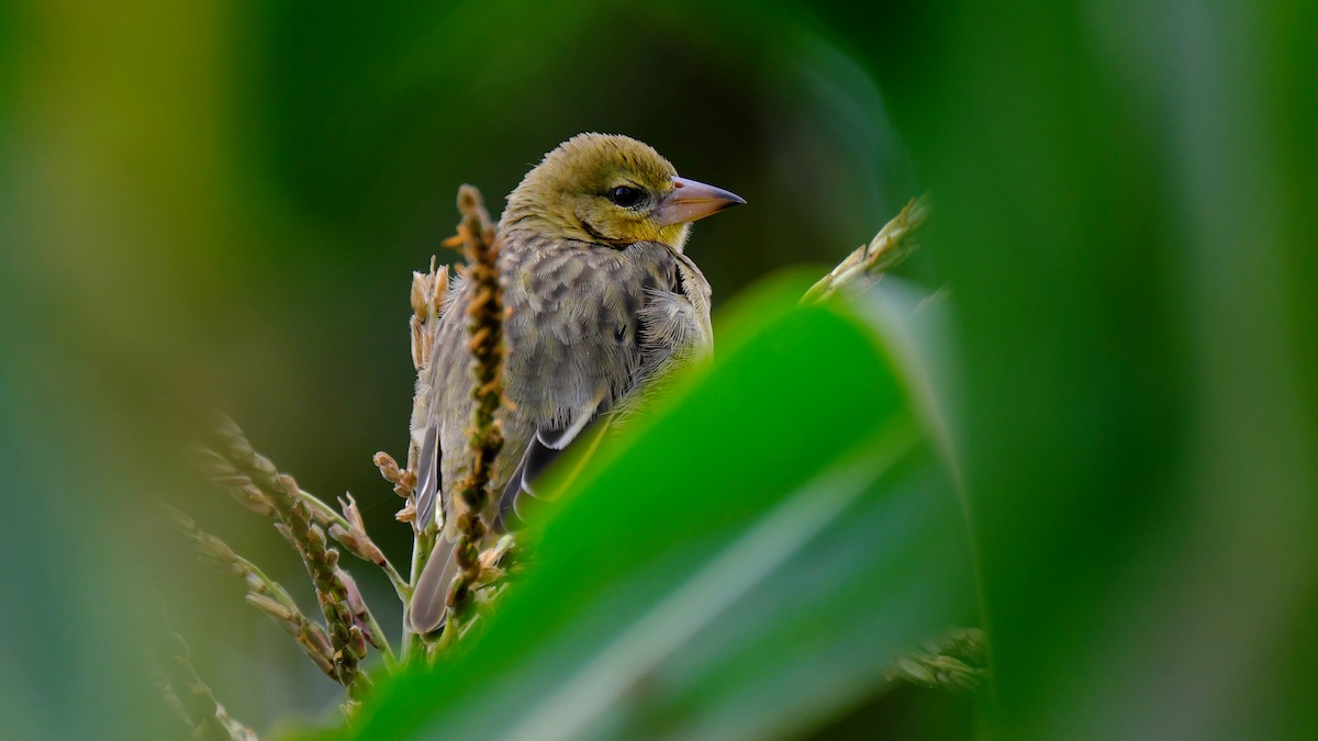 Lesser Masked-Weaver - ML212642861