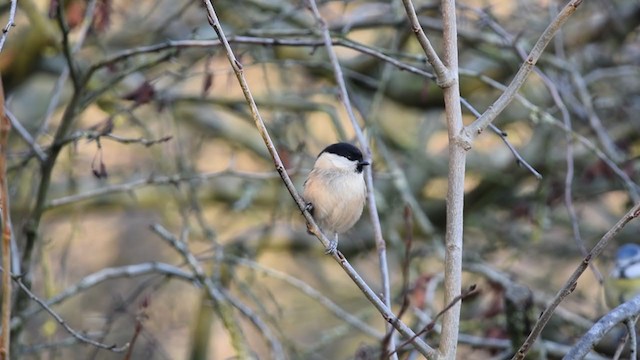 Willow Tit - ML212644231