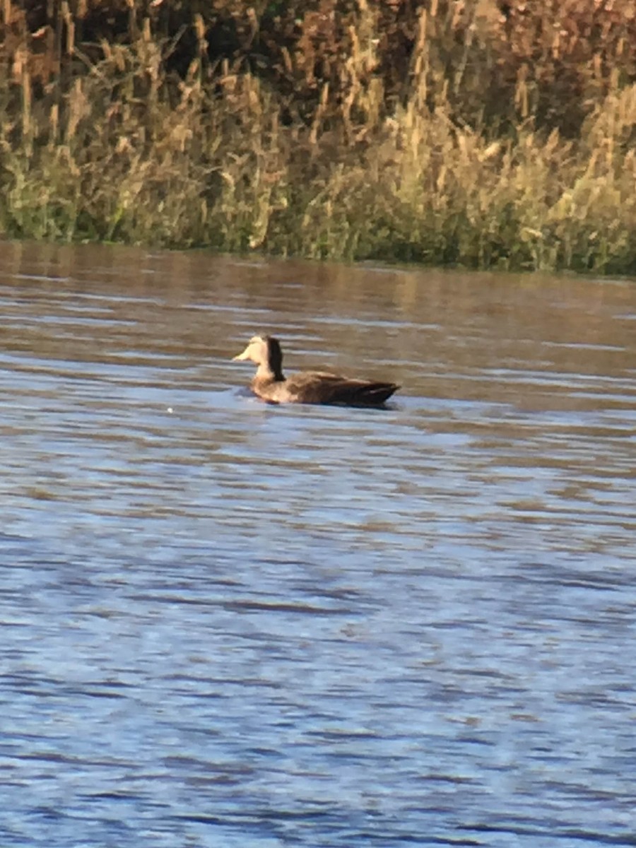 American Black Duck - ML21264741