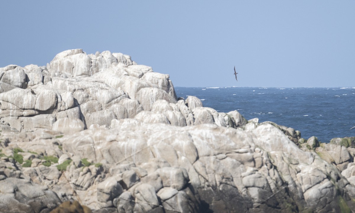 Black-footed Albatross - Brian Sullivan