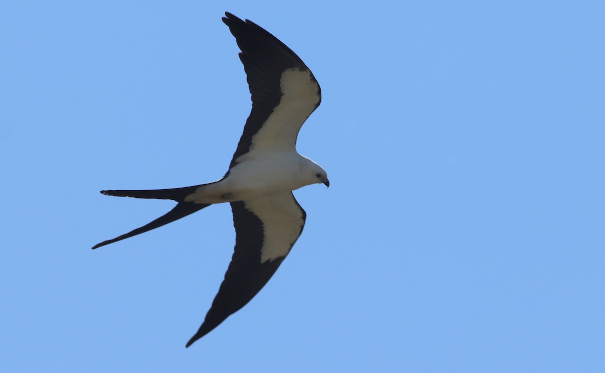 Swallow-tailed Kite - ML212648321