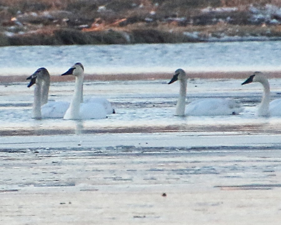 Trumpeter Swan - Dave Z.