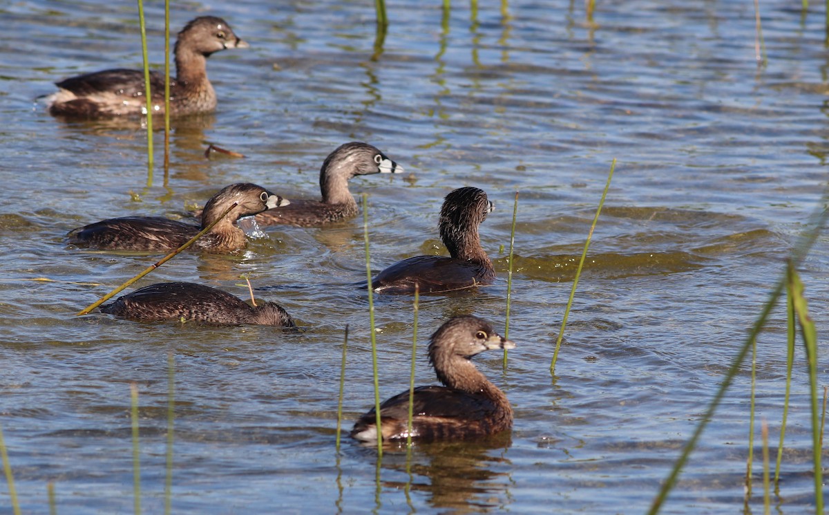 Pied-billed Grebe - Gary Leavens