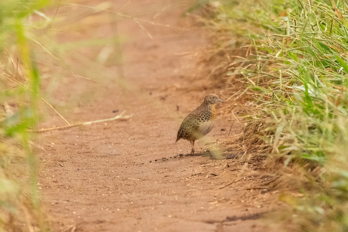 Small Buttonquail - ML212650681