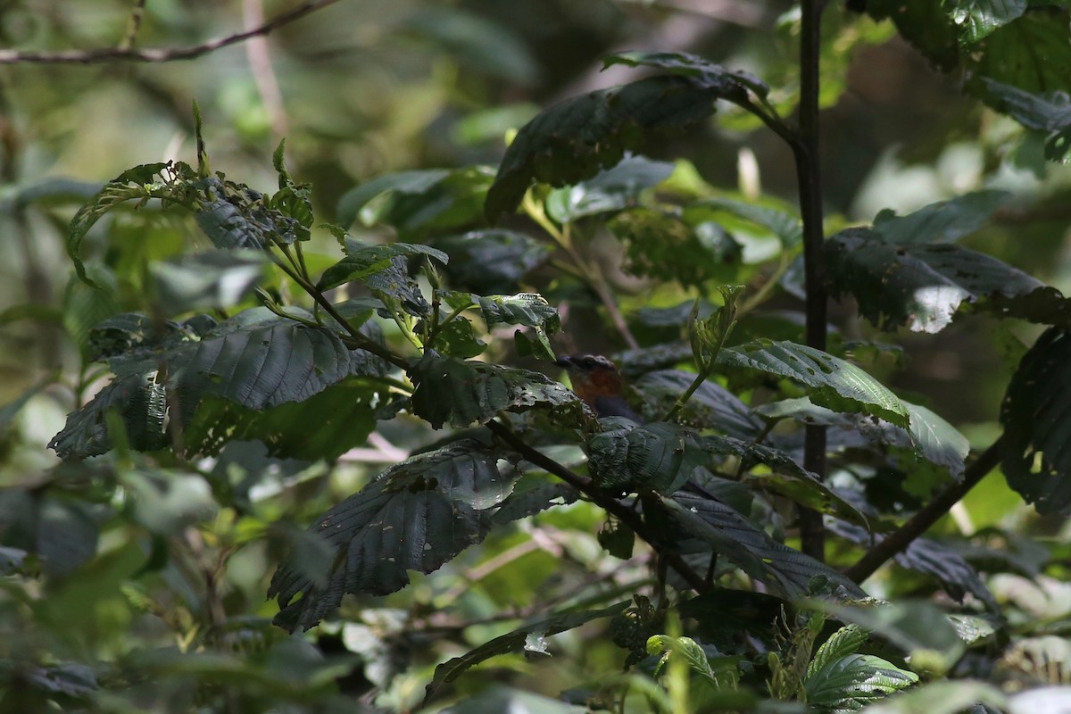 Slaty Tanager - ML212650961