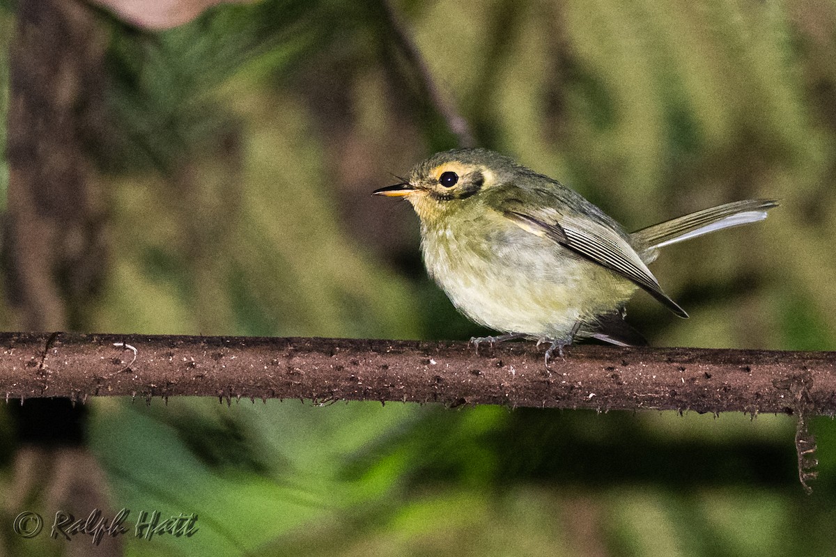 Oustalet's Tyrannulet - Ralph Hatt