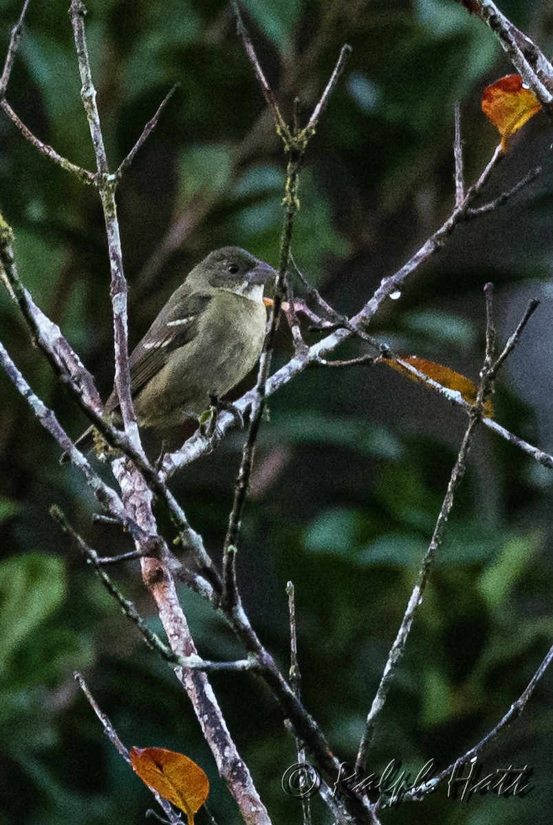 Buffy-fronted Seedeater - Ralph Hatt