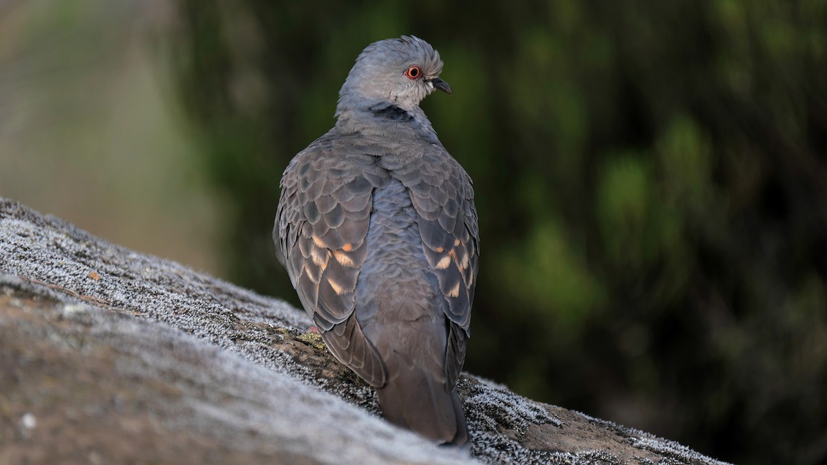 Dusky Turtle-Dove - xiwen CHEN