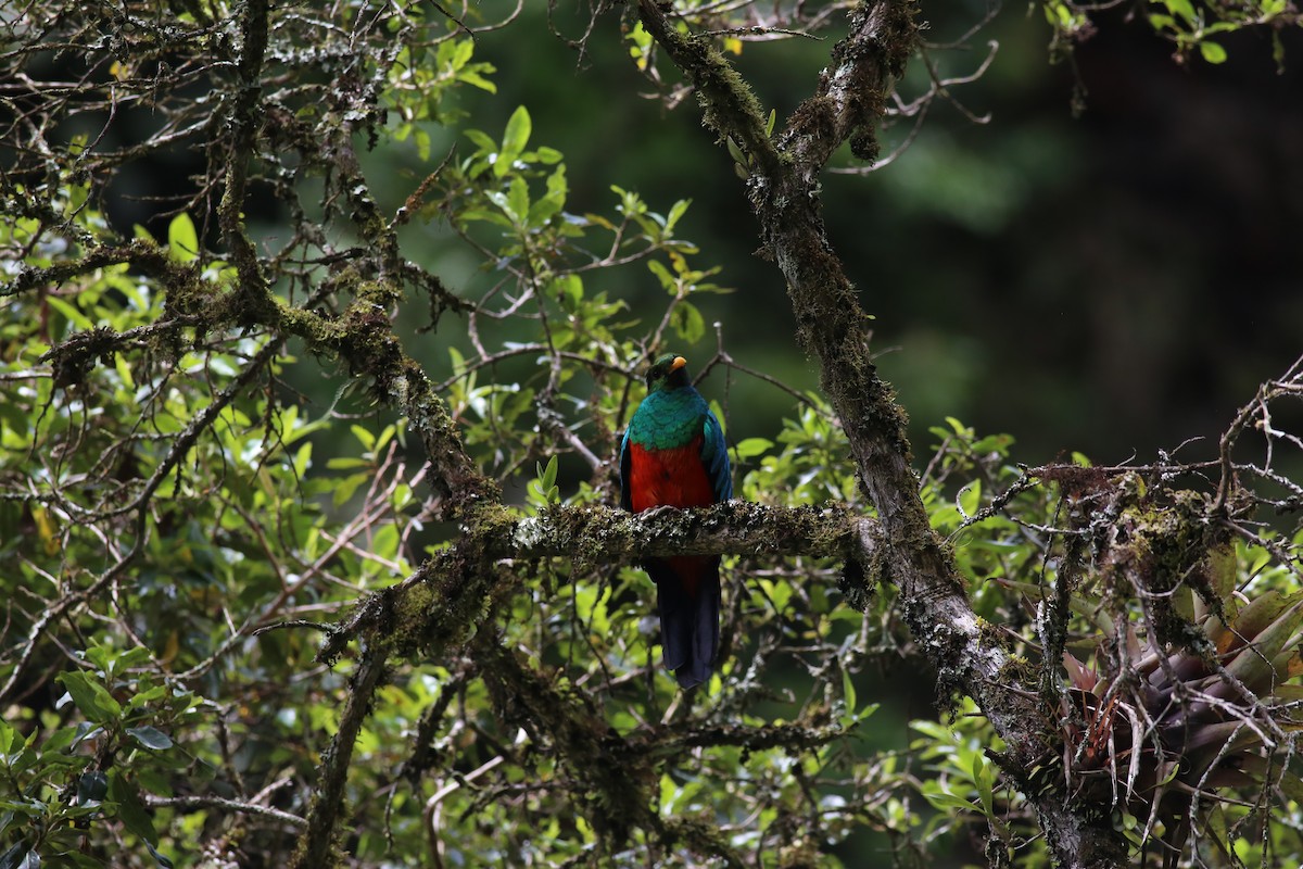 Golden-headed Quetzal - ML212652551