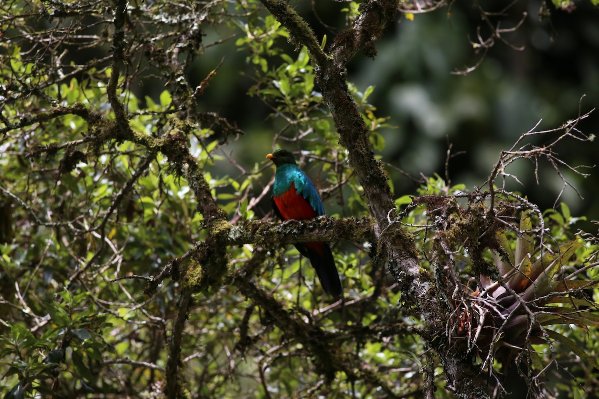 Golden-headed Quetzal - ML212652571