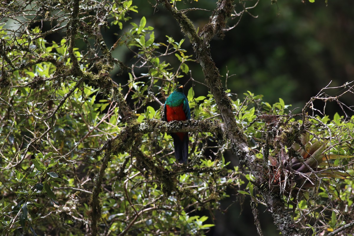 Golden-headed Quetzal - ML212652601