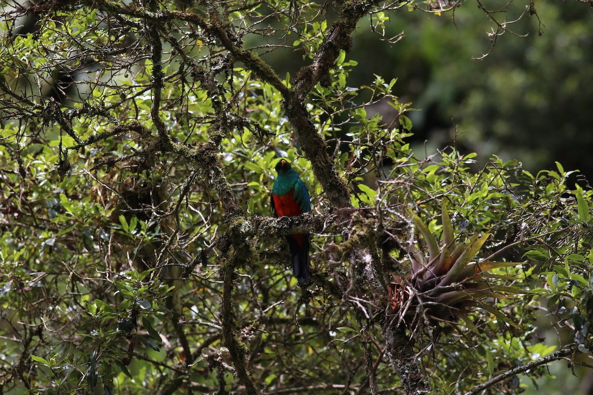 Golden-headed Quetzal - ML212652611