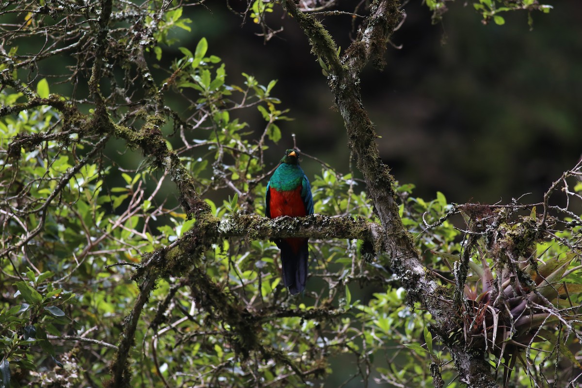 Golden-headed Quetzal - ML212652631