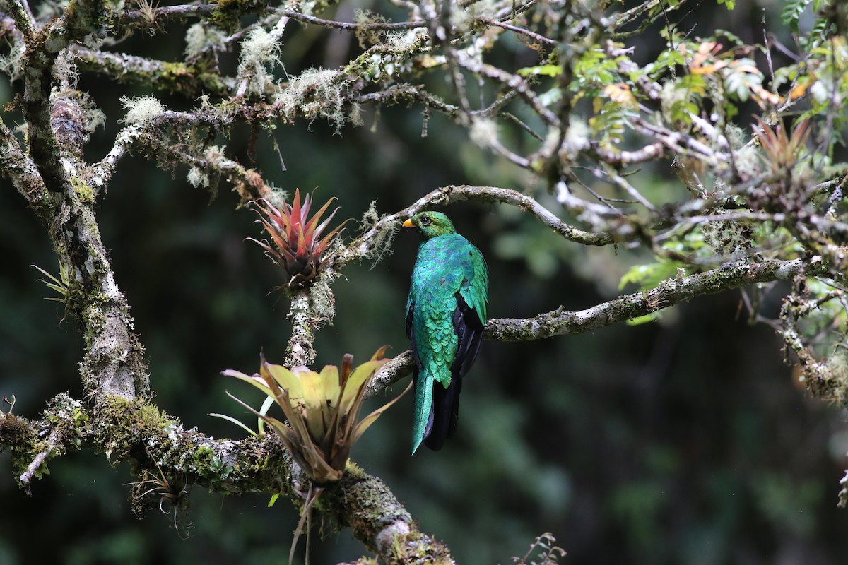 Golden-headed Quetzal - ML212653151