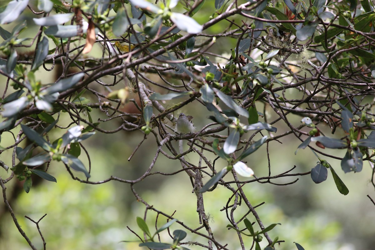 White-banded Tyrannulet - ML212653191