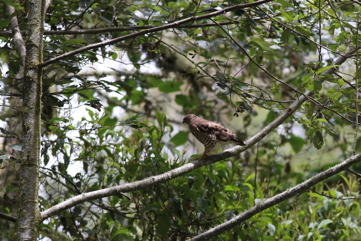 Broad-winged Hawk - Peter Hosner