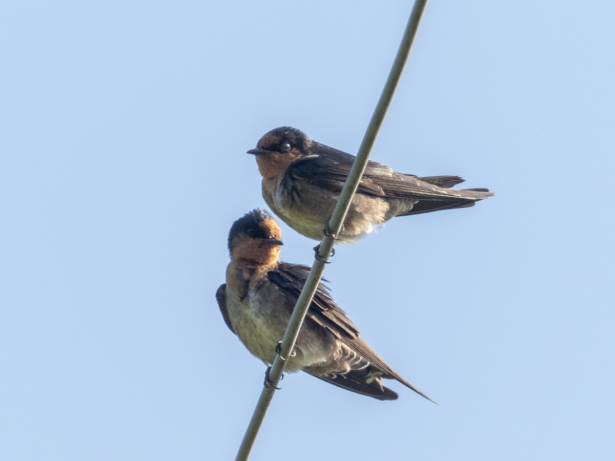 Hill Swallow - William Stephens